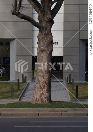 A large sycamore tree in front of a modern building. A large sycamore tree in front of a modern building. 129466449