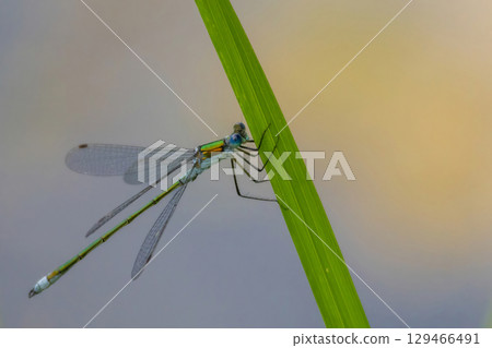 male emerald damselfly Lestes sponsa male emerald damselfly Lestes sponsa 129466491