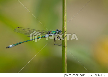male emerald damselfly Lestes sponsa male emerald damselfly Lestes sponsa 129466492