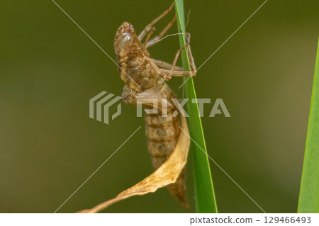 Dragonfly larva skin. Shed skin of a dragonfly larva on a reed. Macro shot. Dragonfly larva skin. Shed skin of a dragonfly larva on a reed. Macro shot. 129466493