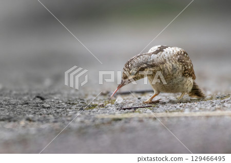 Eurasian wryneck.  A bird sits on a ground  and collecting insects 129466495
