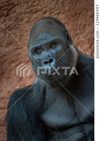 Western lowland gorilla (Gorilla gorilla gorilla). male 129466497