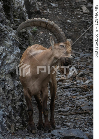 Male Siberian ibex Capra sibirica Male Siberian ibex Capra sibirica 129466498