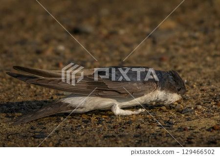 A house martin collecting mud in its beak 129466502