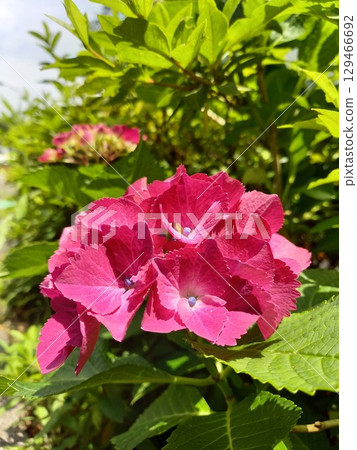 Red hydrangea flower Red hydrangea flower 129466692