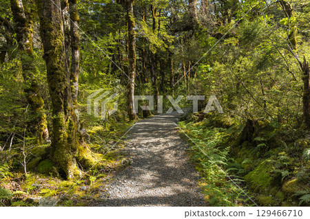 紐西蘭亞瑟隘口國家公園多布森自然步道的森林風光 129466710