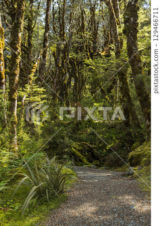 紐西蘭亞瑟隘口國家公園多布森自然步道的森林風光 129466711