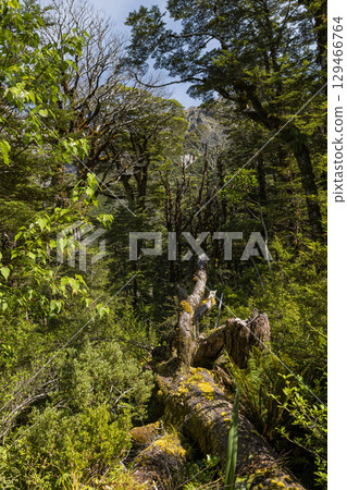 紐西蘭亞瑟隘口國家公園多布森自然步道的森林風光 129466764