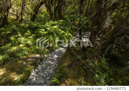 Forest scenery at Dobson Nature Walk in Arthur's Pass National Park, New Zealand 129466772