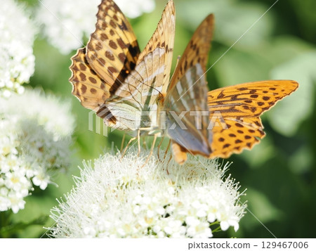 貝母蝴蝶的愛情舞蹈 129467006