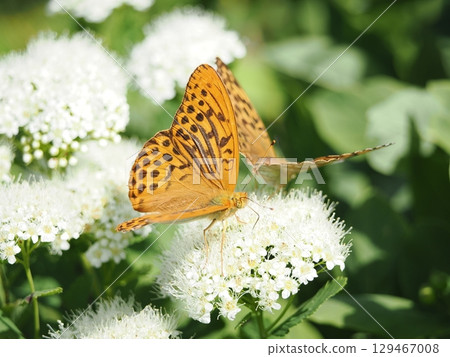 貝母蝴蝶的愛情舞蹈 貝母蝴蝶的愛情舞蹈 129467008