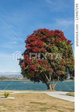 Scenery along Pandora Pond in Napier, Hawke's Bay, New Zealand 129467249