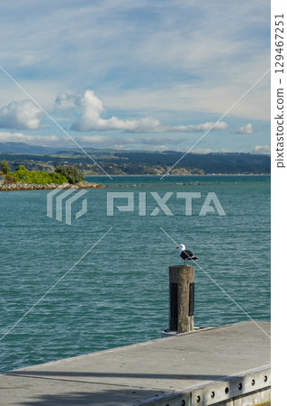 紐西蘭霍克斯灣納皮爾港的風景 129467251