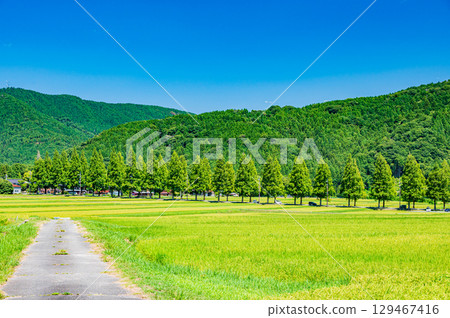滋賀縣高島市牧野町著名的水杉林蔭道 129467416