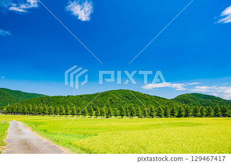 滋賀縣高島市牧野町著名的水杉林蔭道 129467417