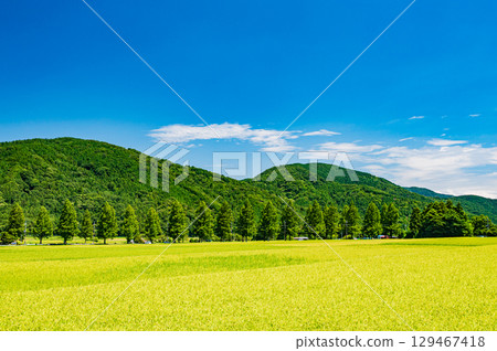 滋賀縣高島市牧野町著名的水杉林蔭道 129467418