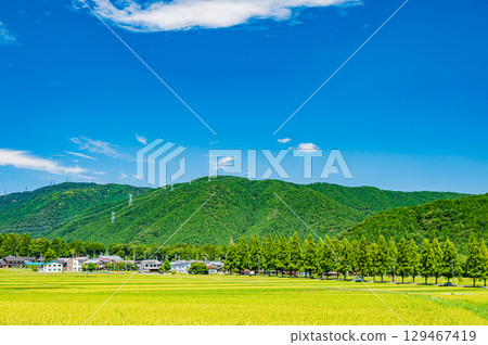 滋賀縣高島市牧野町著名的水杉林蔭道 129467419