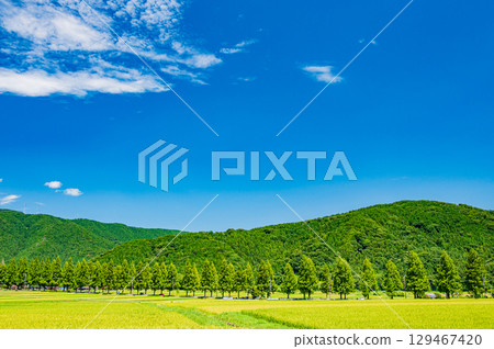 滋賀縣高島市牧野町著名的水杉林蔭道 129467420