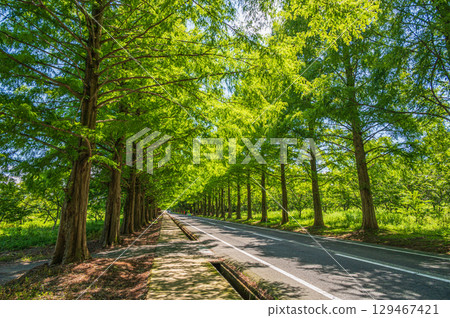 滋賀縣高島市牧野町著名的水杉林蔭道 129467421
