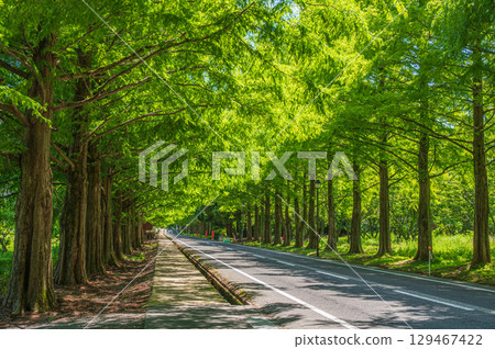 The famous metasequoia tree-lined street in Makino-cho, Takashima City, Shiga Prefecture 129467422