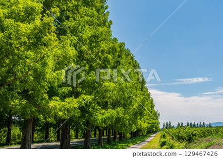 滋賀縣高島市牧野町著名的水杉林蔭道 129467426