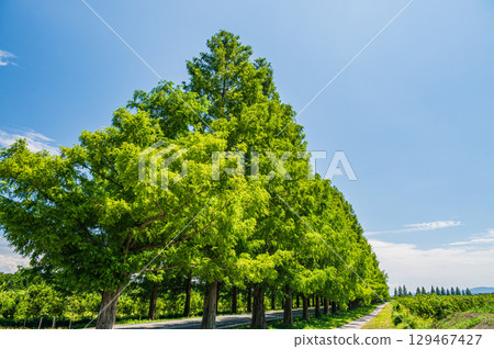 The famous metasequoia tree-lined street in Makino-cho, Takashima City, Shiga Prefecture The famous metasequoia tree-lined street in Makino-cho, Takashima City, Shiga Prefecture 129467427