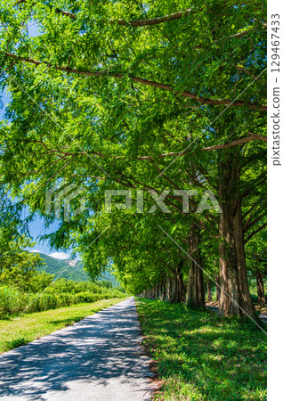 The famous metasequoia tree-lined street in Makino-cho, Takashima City, Shiga Prefecture The famous metasequoia tree-lined street in Makino-cho, Takashima City, Shiga Prefecture 129467433