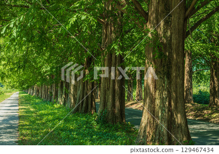 滋賀縣高島市牧野町著名的水杉林蔭道 129467434