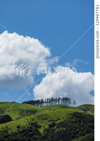 Scenery along the Paekakariki Escarpment Track, New Zealand 129467781