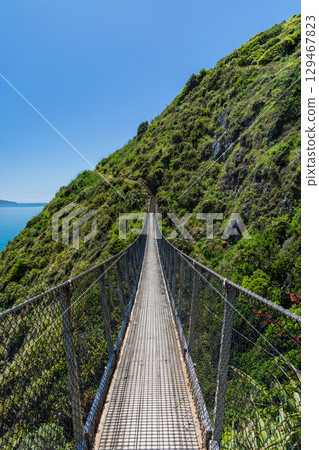 Suspension bridge over the Paekakariki Escarpment Track, New Zealand Suspension bridge over the Paekakariki Escarpment Track, New Zealand 129467823