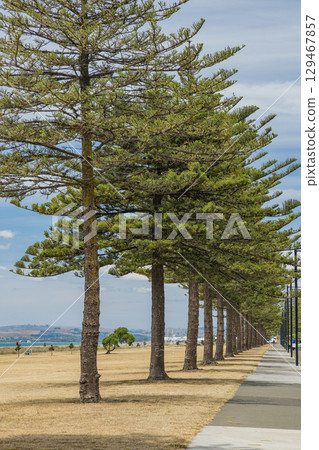 紐西蘭霍克斯灣納皮爾海灘風景 129467857