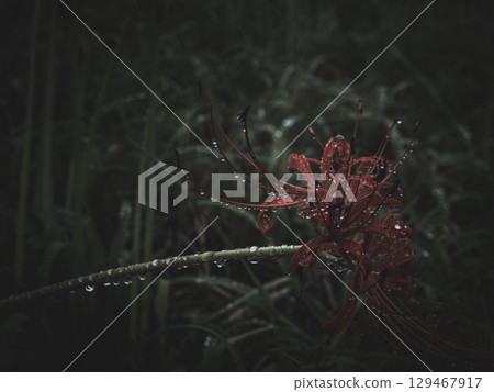 Spider lilies after the rain, Kinchakuda, Hidaka City, Saitama Prefecture Spider lilies after the rain, Kinchakuda, Hidaka City, Saitama Prefecture 129467917