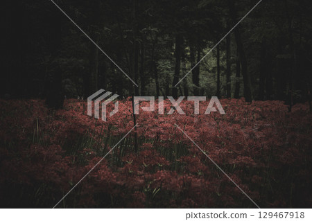 埼玉縣日高市巾著田市雨後的紅花 埼玉縣日高市巾著田市雨後的紅花 129467918