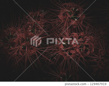 埼玉縣日高市巾著田市雨後的紅花 埼玉縣日高市巾著田市雨後的紅花 129467919