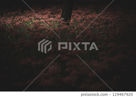 埼玉縣日高市巾著田市雨後的紅花 埼玉縣日高市巾著田市雨後的紅花 129467920