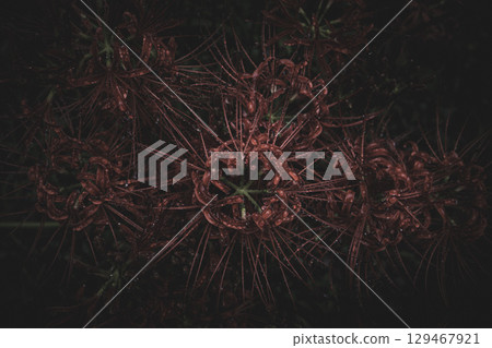 埼玉縣日高市巾著田市雨後的紅花 埼玉縣日高市巾著田市雨後的紅花 129467921