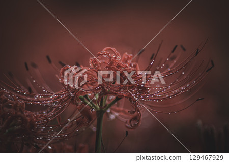 埼玉縣日高市巾著田市雨後的紅花 129467929