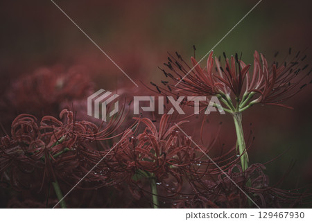 埼玉縣日高市巾著田市雨後的紅花 埼玉縣日高市巾著田市雨後的紅花 129467930