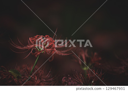 埼玉縣日高市巾著田市雨後的紅花 埼玉縣日高市巾著田市雨後的紅花 129467931