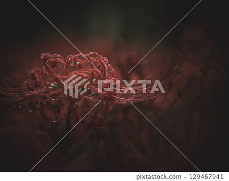 Spider lilies after the rain, Kinchakuda, Hidaka City, Saitama Prefecture 129467941