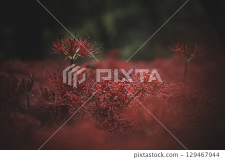Spider lilies after the rain, Kinchakuda, Hidaka City, Saitama Prefecture Spider lilies after the rain, Kinchakuda, Hidaka City, Saitama Prefecture 129467944