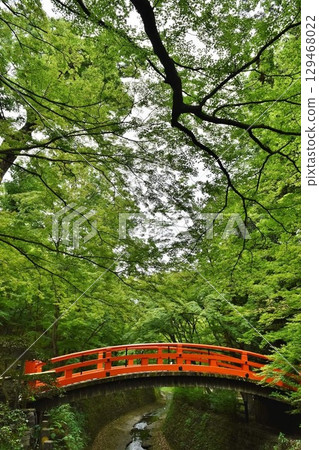 Kitano Tenman-gu的藍楓 Kitano Tenman-gu的藍楓 129468022