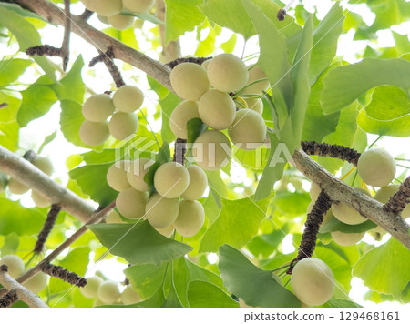 銀杏樹上長出的銀杏果 129468161