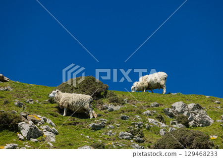 Sheep along the Paekakariki Escarpment Track, New Zealand Sheep along the Paekakariki Escarpment Track, New Zealand 129468233