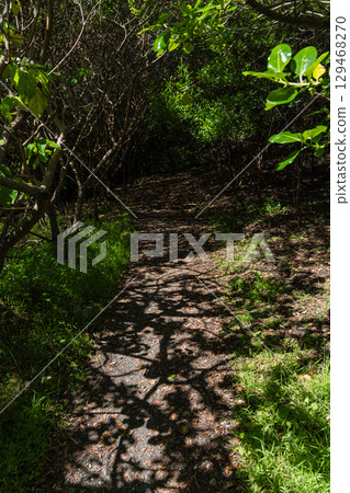 Scenery of the Paekakariki Escarpment Track, New Zealand Scenery of the Paekakariki Escarpment Track, New Zealand 129468270