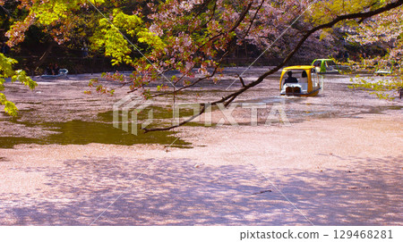 Inokashira Park filled with cherry blossoms Inokashira Park filled with cherry blossoms 129468281