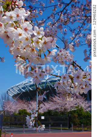 Cherry blossoms and Ajinomoto Stadium Cherry blossoms and Ajinomoto Stadium 129468282