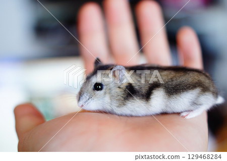 Cute Djungarian hamster image (Prussian sapphire) Cute Djungarian hamster image (Prussian sapphire) 129468284