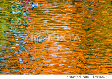 A pond where ducks and autumn leaves are reflected 129468289