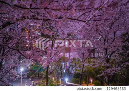 Cherry blossoms and the city at night in Akasaka Cherry blossoms and the city at night in Akasaka 129468383